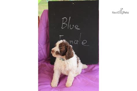 Lavender Poodle Standard Puppy For Sale Near Albany Georgia