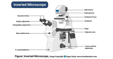 Inverted Microscope Definition Principle Parts Labeled Diagram