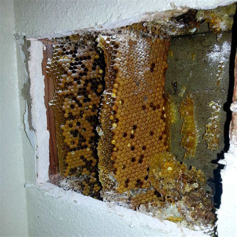 Diy Bee House For Honey How To Catch A Swarm And Install It In A