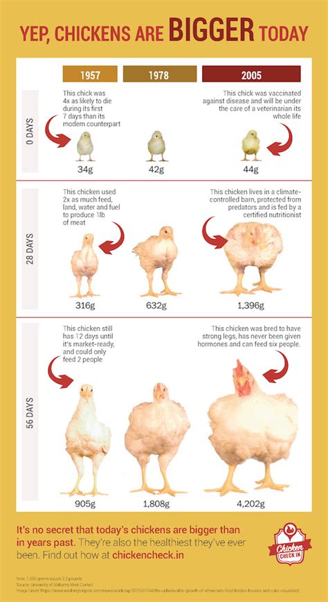 Yup Chickens Are Bigger Today Heres Why