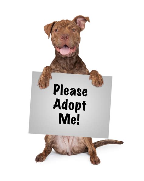 October Is Adopt A Shelter Dog Month Top Dog Pet Sitting And Dog