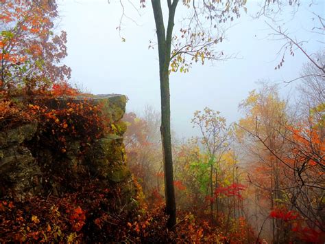 Free Images Tree Nature Outdoor Branch Sky Mist Countryside