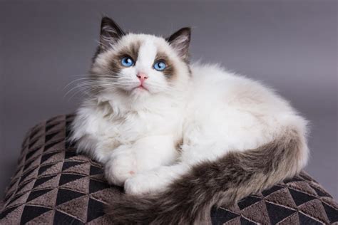 Ragdoll Cats Advice And Information My Pet And I