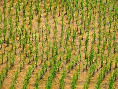 Rice Plants Stock Image E7680519 Science Photo Library