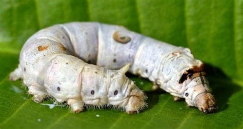 Silkworms Silkworm Caterpillar Pictures Leopard Gecko Diet