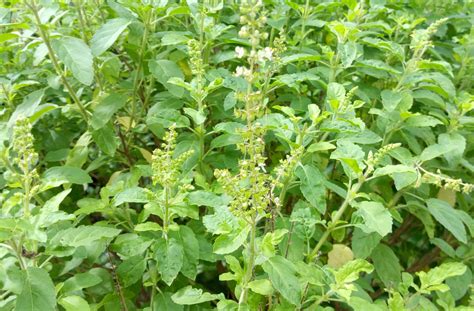 Indian Medicinal Plant Benefits Anihorti