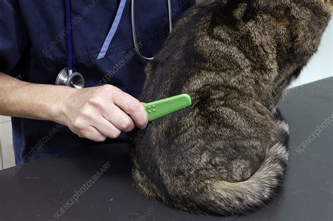 Vet Checking Cat For Fleas Using Flea Comb Stock Image C Science Photo Library