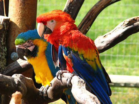 The attractive touch of blue color is an appealing gift of nature. Macaw - Animals Photos