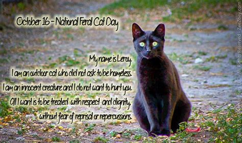 October 16 National Feral Cat Day Making Sense Of It All Zee