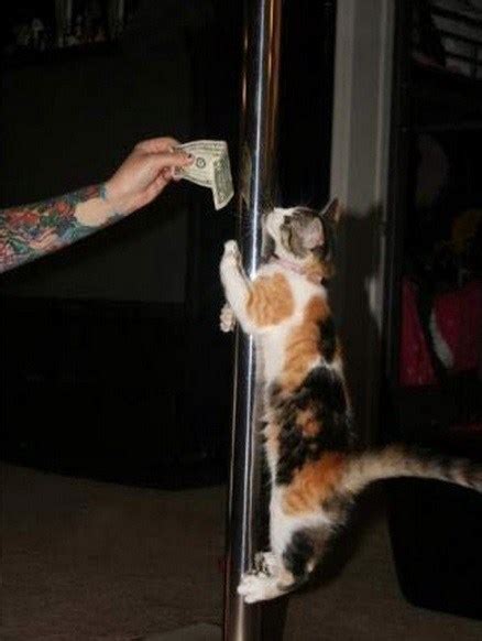 Top 10 Funny Images Of Pole Dancing Cats