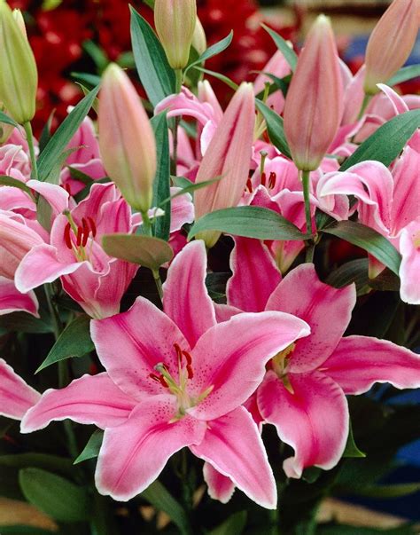 Fragrant Lilies For Your Summer Garden Longfield Gardens Flower