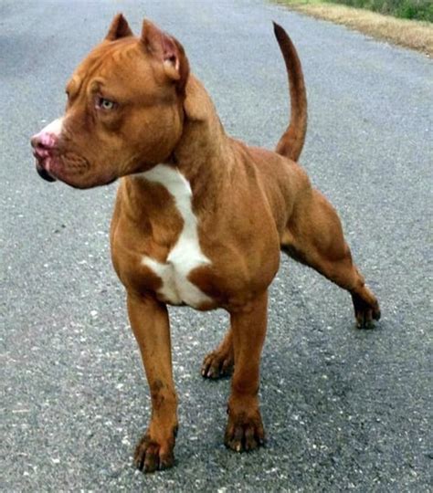 They are the same breed they just they are still 100% american pit bull terriers (unless they are known mix breeds). Todo sobre la raza Pitbull Red Nose ¡Con fotos!
