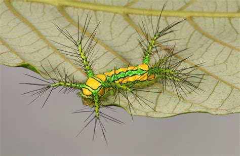 Stinging Nettle Slug Caterpillar Cup Moth Limacodidae Flickr