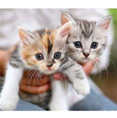 Free cats near me facebook. Kittens For Free Pittsburgh Pa with Cute Cartoon Animals ...
