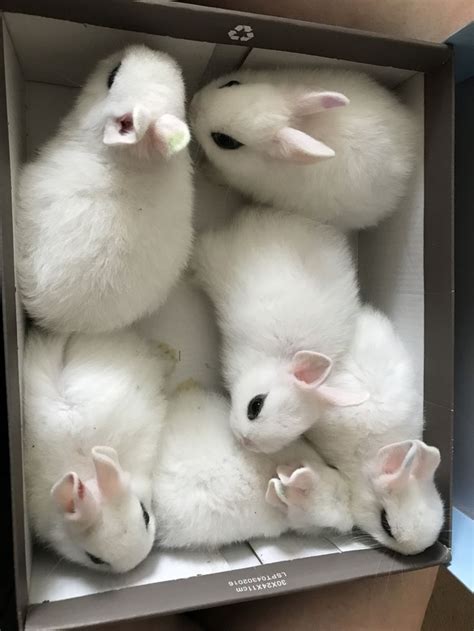 Baby Bunnies For Sale Near Me 2020 Leonore Cheatham