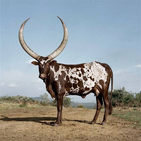 The Incredible Horns Of The Ankole Cow In Lake Mburo District Of Uganda