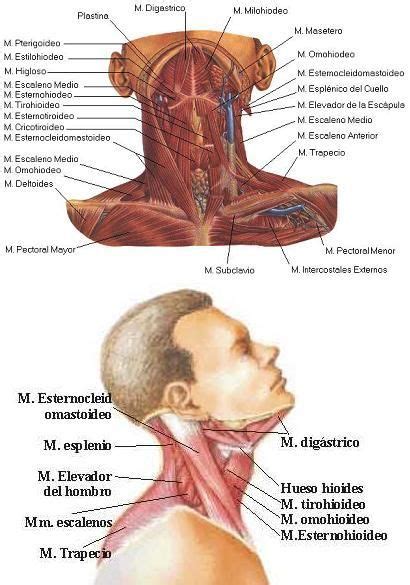 Anatomia Musculos Anatomia Humana Musculos Anatomia Y Fisiologia Humana