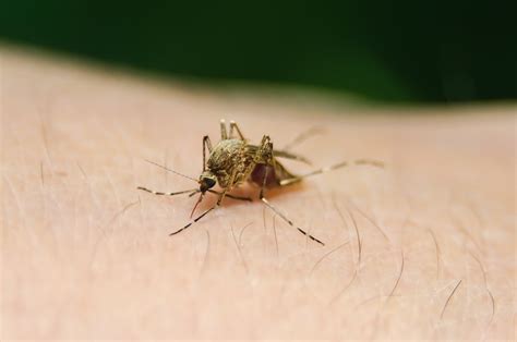 Malaria Penyebab Gejala Dan Cara Mengatasi Lifepackid