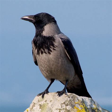 Hooded Crow Corvus Cornix Irelands Wildlife
