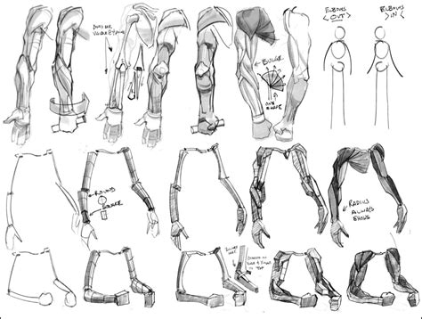 Anatomy Reference Life Drawing Arm Anatomy Human Body Drawing