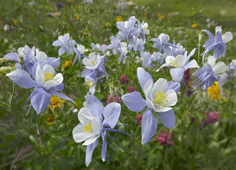 Colorado Blue Columbine Flowers Photograph By Tim Fitzharris Fine Art