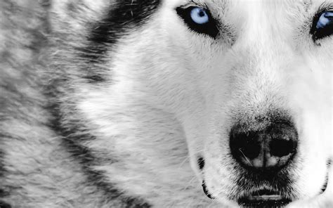 Wolves Wallpapers 4k Hd Wolves Backgrounds On Wallpaperbat