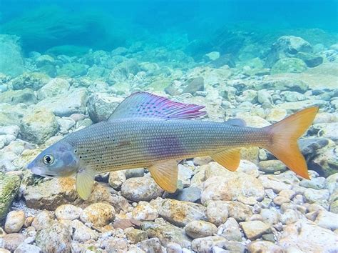 Lovostaj pojedinih vrsta riba zbog mresta u aprilu | List MUŠIČAR