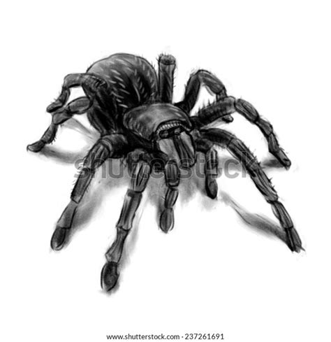 Spider Hand Drawing Isolated On White Stock Illustration 237261691