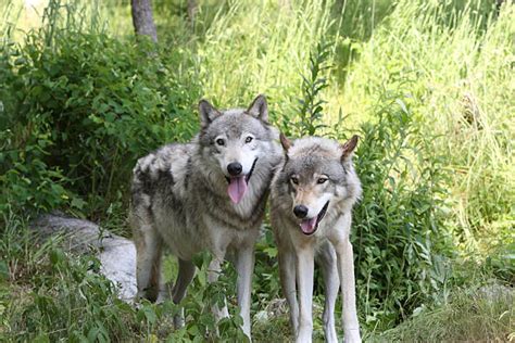 Timberwolves Animal Stock Photos Pictures And Royalty Free Images Istock