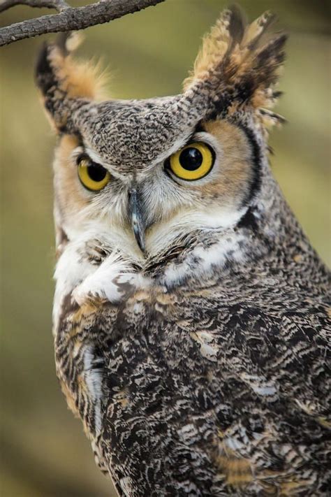 Great Horned Owl By Jill Lang Artofit