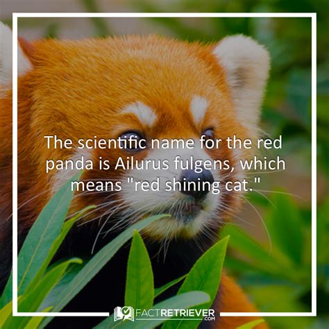 Interesting Red Panda Facts Fact Retriever Com Panda Facts Red