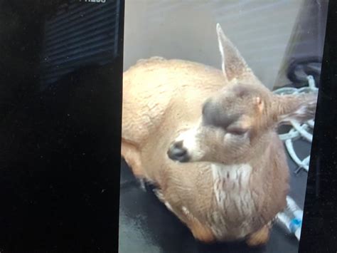 Alaska Wildlife Troopers Rescue Deer From Cold Waters In Southeast