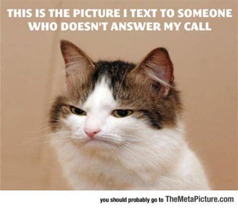 Download The Fascinating Funny Cat Calls Memes Hilarious Pets Pictures