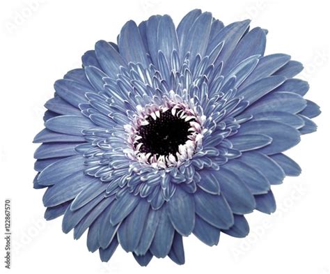 Gerbera Flower In Blue Tone Isolated On White Background Imagens E