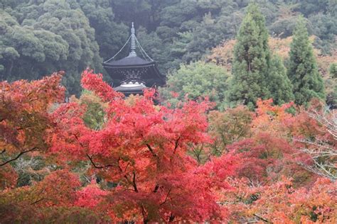Famous Autumn Night Views At Eikando Temple In Kyoto