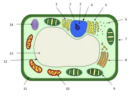 B31 Plant Cell Ultrastructure Diagram Diagram Quizlet