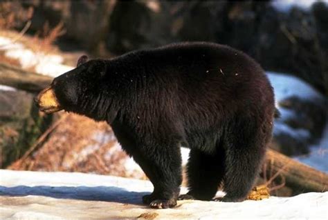 Black Bear Fur