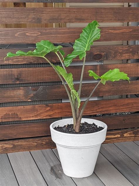 We did not find results for: Elephant Ear Plant Care Guide: Growing Colocasia, Alocasia ...