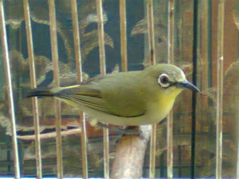 Burung branjangan, burung ideal dengan suara yang bervariasi yang cocok untuk dipelihara di rumah. Download Suara Pleci Lombok Gacor Mp3 - Binatang Peliharaan
