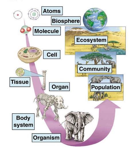 Mrs Kents Blog Ecosystems Levels Of Organization Biology Biology