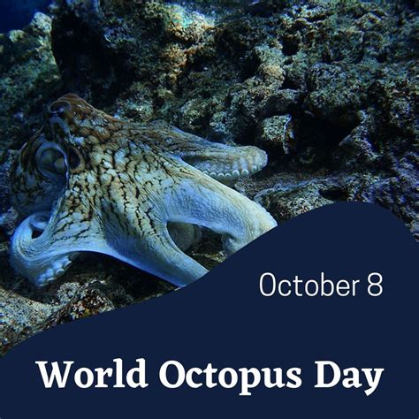 World Octopus Day 08 October ~ Current Affairs Ca Daily Updates