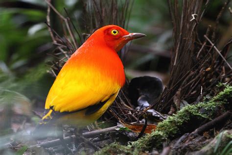 Flame Bowerbird Brilliant Colorful Rainforest Bird