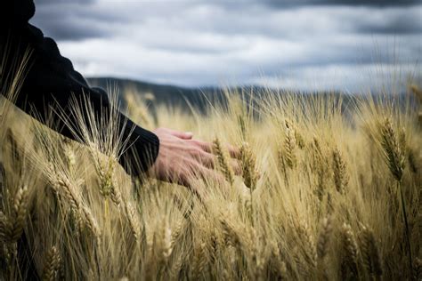 1000 Engaging Wheat Field Photos · Pexels · Free Stock Photos