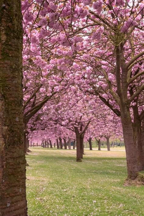Japanese Sakura Cherry Tree Purple Blossom Endless Row Of Trees Stock