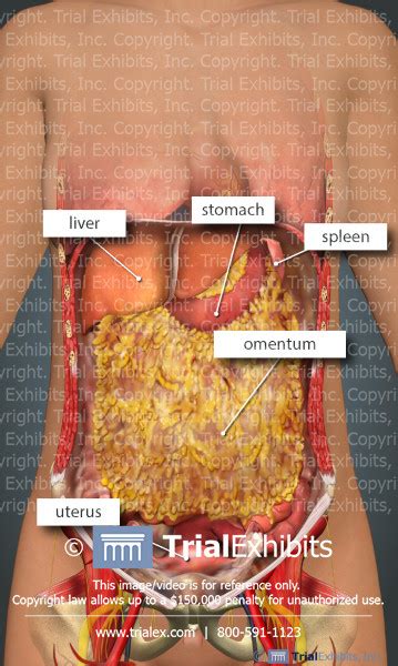 Choose from a wide range of similar scenes. Anatomy of the Abdomen of a Female - TrialExhibits Inc.
