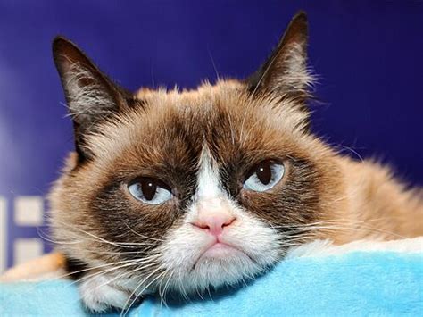 Grumpy Cat Depressing Deaths Wiki