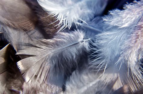 Bird Feathers 5 Free Stock Photo Public Domain Pictures