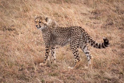 Cheetah Cub Standing In Grass Looking Left Stock Image Image Of