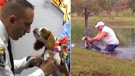 Puppy rescued from jaws of alligator honored by Florida sheriff - ABC7 Los Angeles