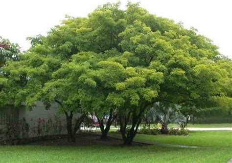 Types Of Evergreen Canopy Tree For Shade Aura Trees